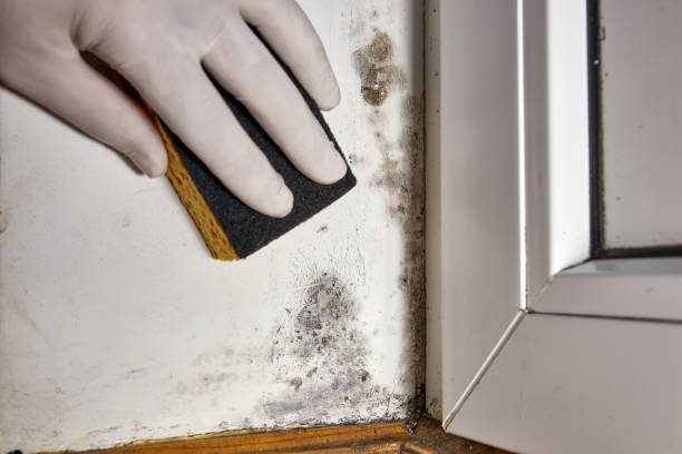 Best Mold Remediation for Healthcare Facilities  in Matoaca, VA